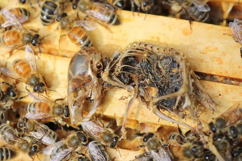 Souris embaumée avec la propolis